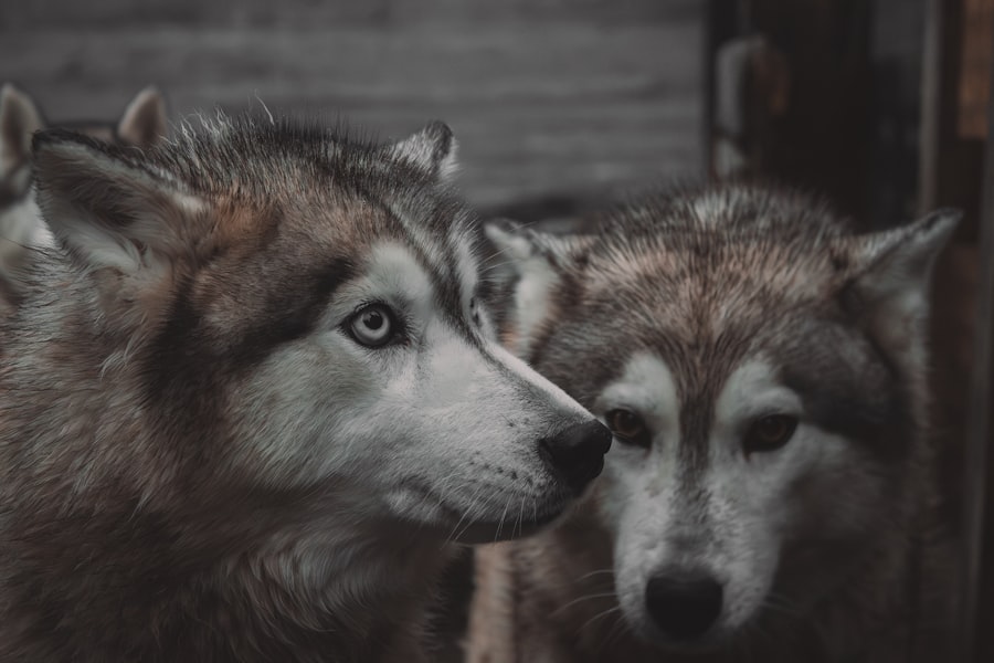 Photo warriors vs timberwolves