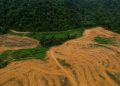 Ulu Belaga: Indigene in Sarawak wehren sich gegen Palmöl-Rodungen