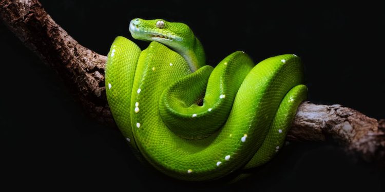 Photo python