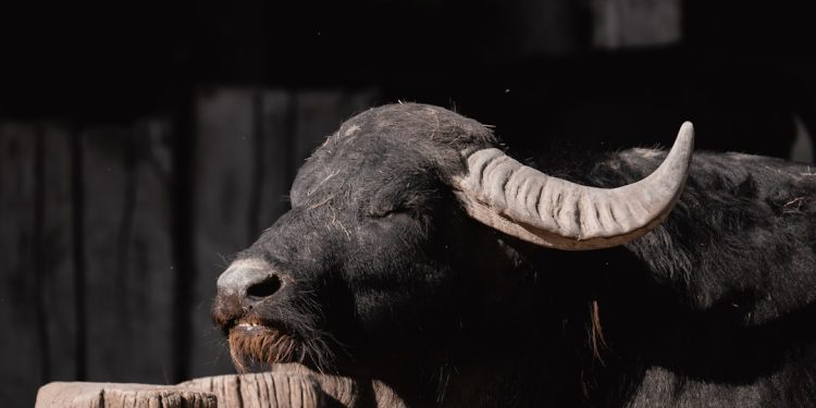 Photo lakers vs bulls