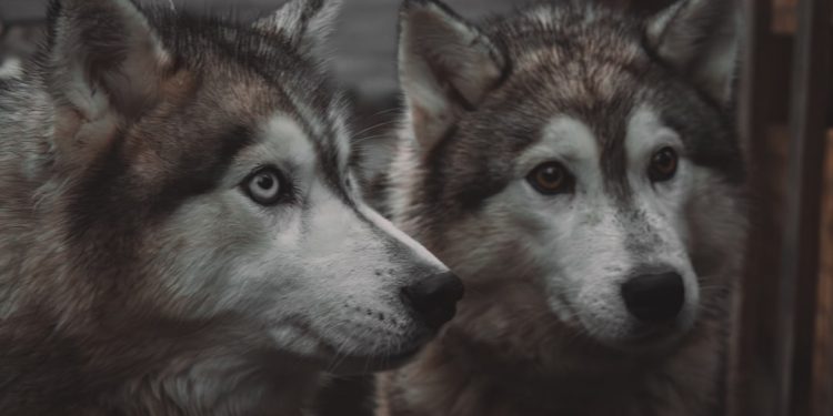 Photo warriors vs timberwolves