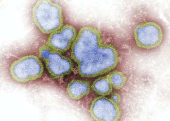 Photo Nipah Virus Outbreak